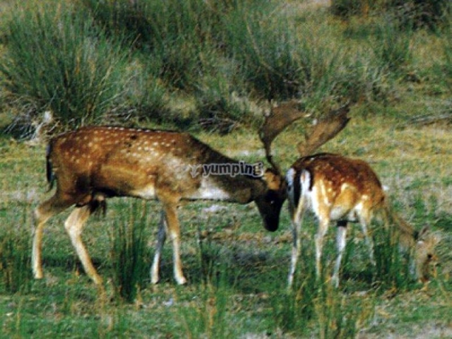 Parque Natural de Donana